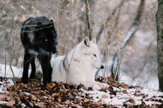 Over witte en zwarte wolven 